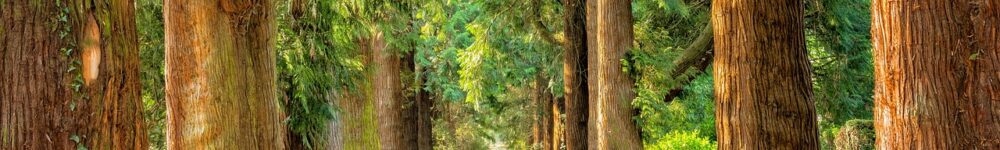 Wald-Weg